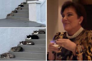 Cats lounging on steps in a staggered pattern; inset shows Kris Jenner smiling, elegantly dressed