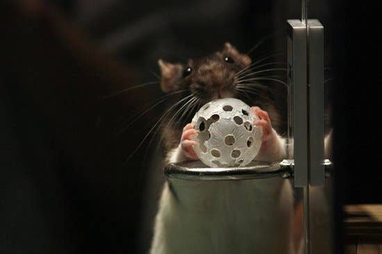 A photo of a rat holding a teeny tiny basketball