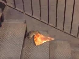 A screencapture of a brown rat dragging a massive slice of pizza up some subway stairs.