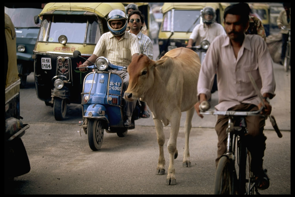 Cow walking alongside vehicles like autos and bicycles on a busy road in India