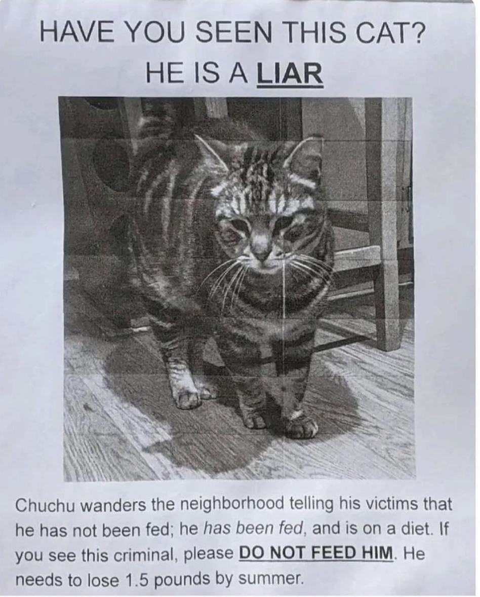 Lost cat poster with humorous text, claiming the cat is a liar about being unfed and is on a diet