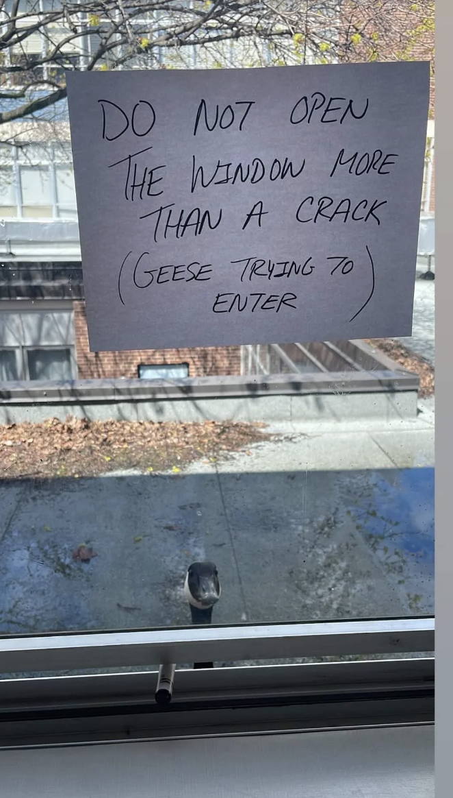 Note on window warns not to open more than a crack due to geese, with a goose visible outside