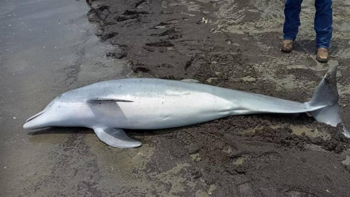 Dolphin Found Shot to Death on Louisiana Beach, 'Multiple Bullets' Lodged in Carcass