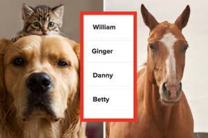 Kitten on top of a golden retriever next to an image of a horse; between them a list with names William, Ginger, Danny, Betty