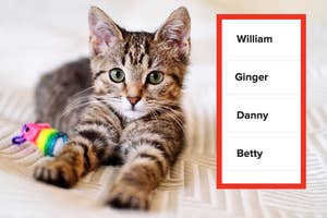 A tabby kitten lies next to a list with names: William, Ginger, Danny, Betty