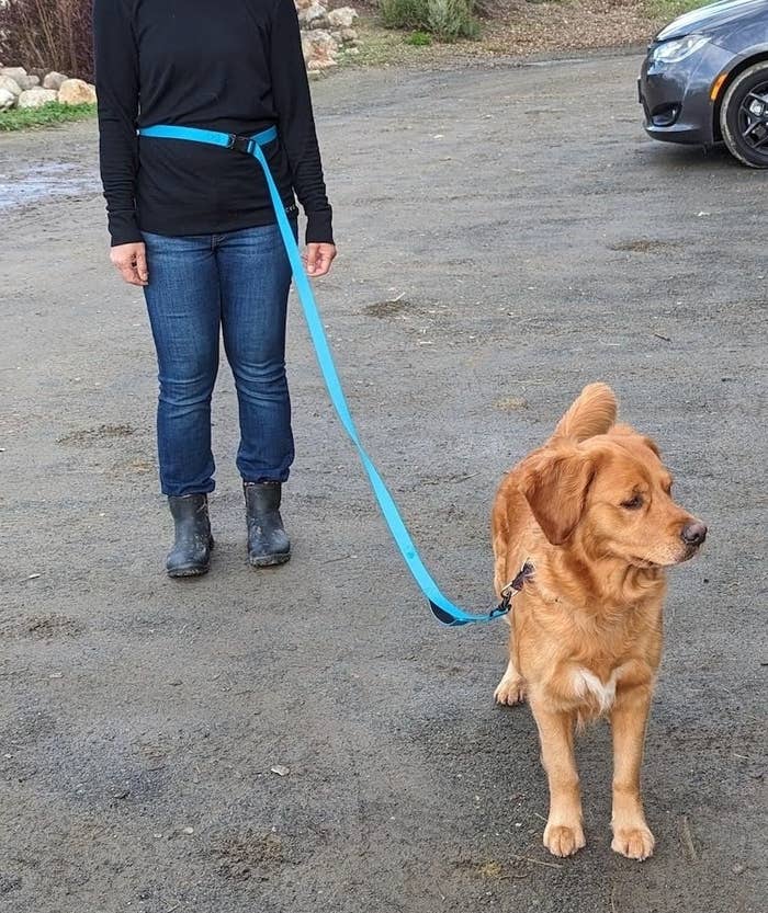a reviewer wearing the blue leash around their waist attached to a golden retriever