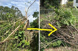 tree with tons of branches down over a fence, stack of chopped off tree limbs in neat pile on a yard