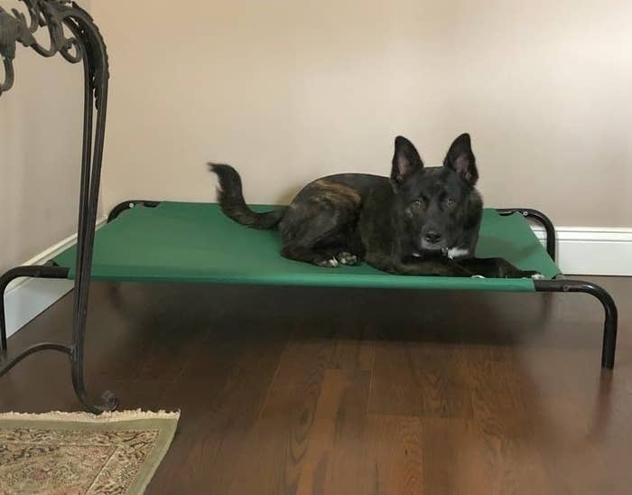 a reviewer photo of a black dog lying on a green elevated dog bed