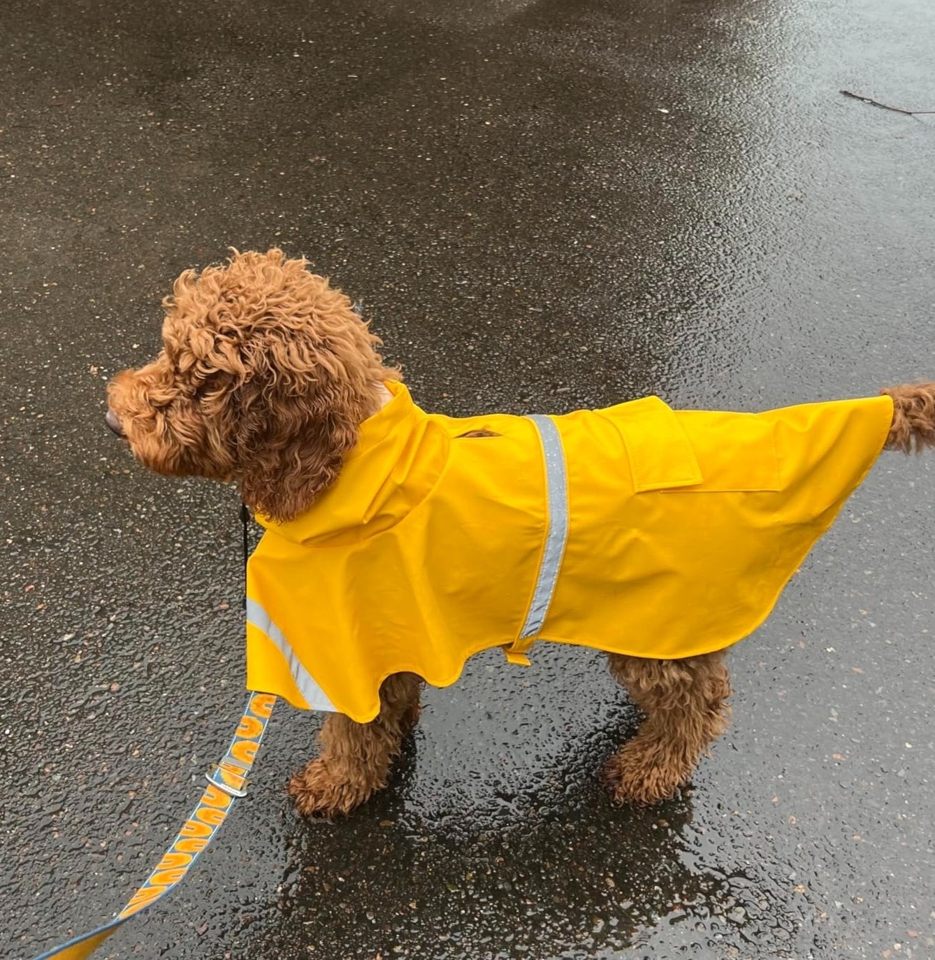 a reviewer photo of a golden doodle wearing a yellow raincoat standing on wet pavement with a leash