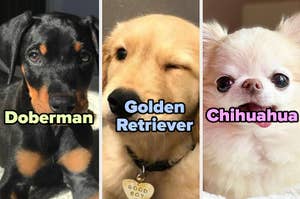 Montaje de tres perros diferentes con etiquetas de raza: Doberman, Golden Retriever y Chihuahua