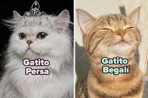 Gatito Persa con tiara y Gatito Bengali con los ojos cerrados y expresión de felicidad
