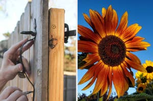 Person replacing a handle on a wooden fence; a vibrant sunflower in natural light