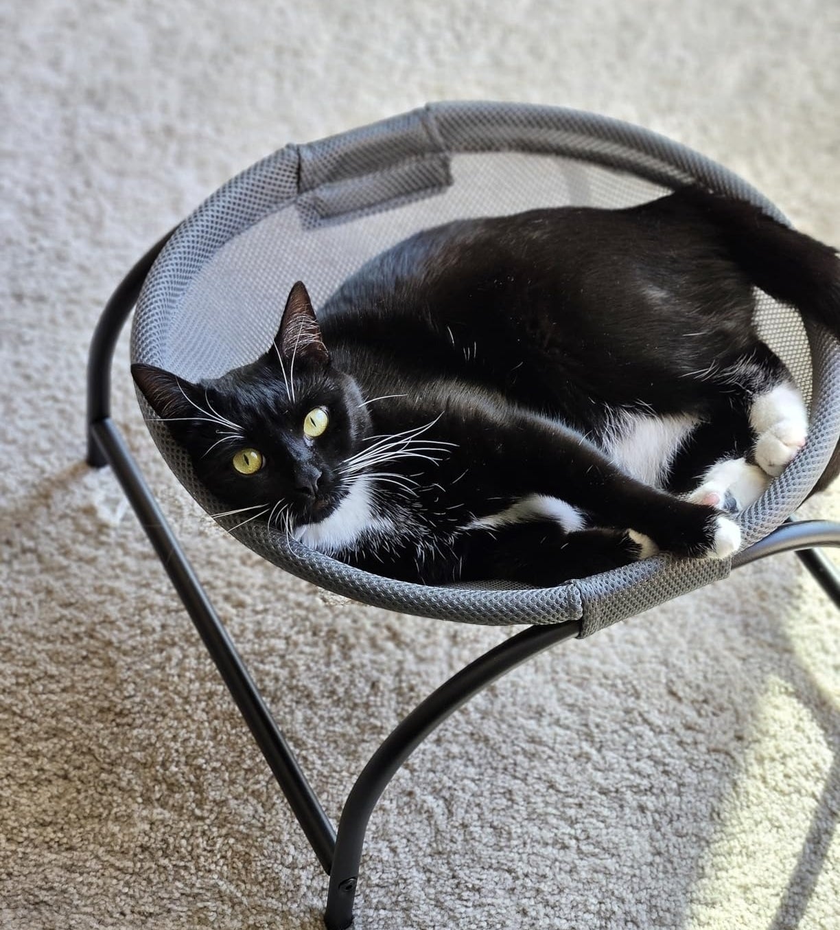 a reviewer photo of a black and white cat lounging in a mesh chair