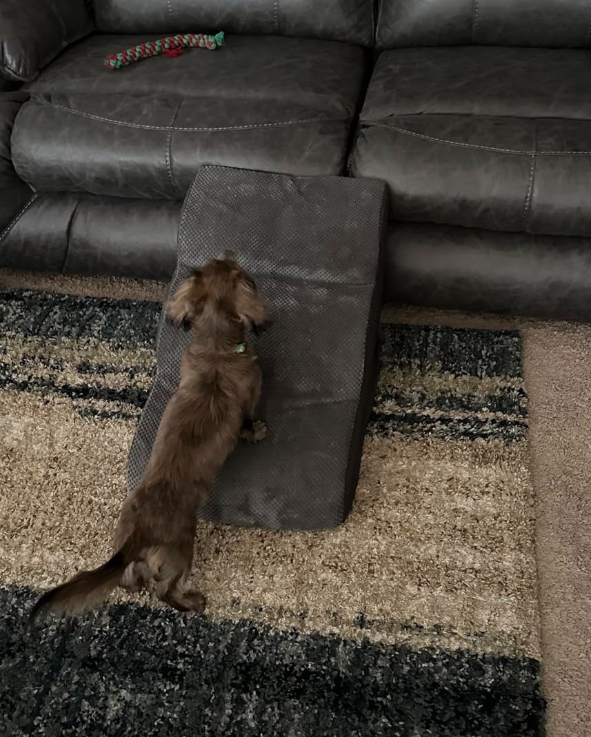 reviewer photo of a small dog walking up the steps to the couch