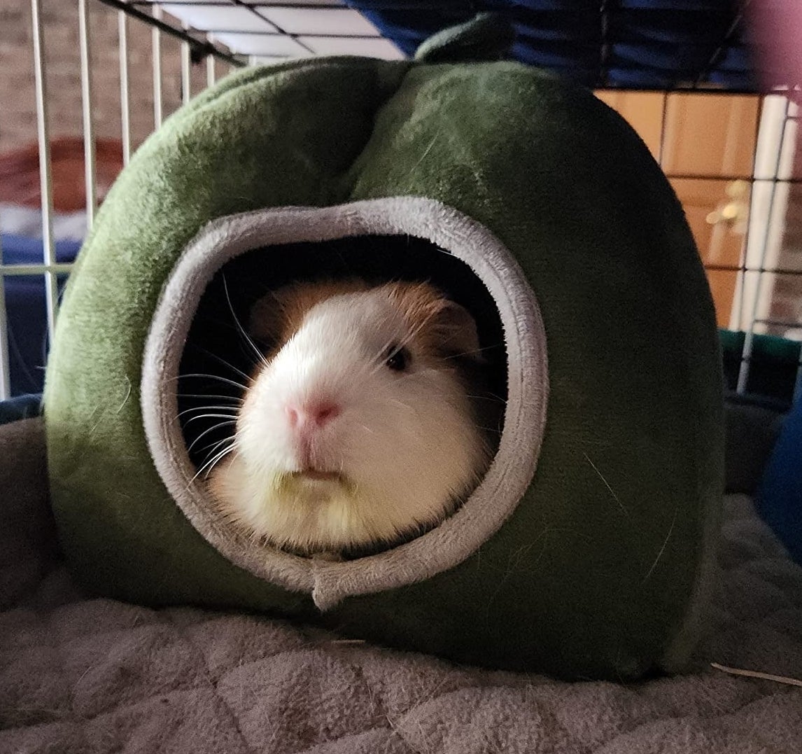 a reviewer photo of a guinea pig peeking out from a cozy green cave-shaped bed inside a cage