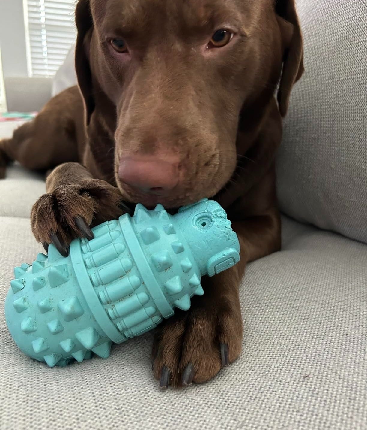 a reviewer photo of a chocolate Labrador lying down, chewing on a textured turquoise chew toy