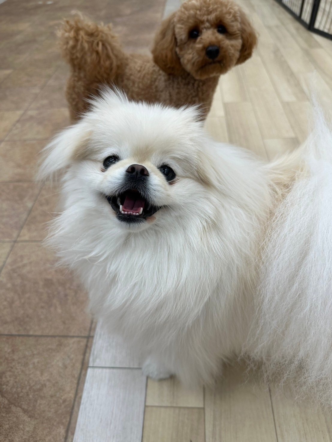 二匹の小型犬がカメラに向かっている。前方の白い犬は口を開け、後ろの茶色い犬は注視している。