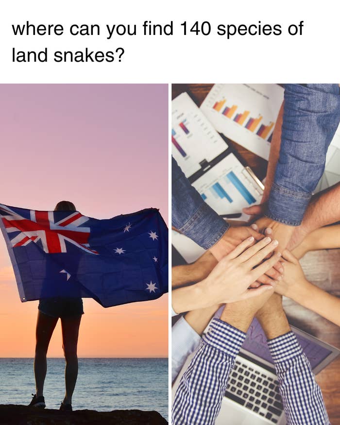 Person holding an Australian flag against sunset, with text "where can you find 140 species of land snakes?" Below, hands together on a table