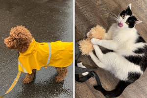 Two pets: a dog in a yellow raincoat and a cat playing with a toy