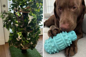 Two images: Left - Cat hiding in a multi-tiered cat tree with leaves. Right - Dog lying down, holding a blue chew toy