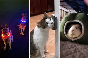 Two dogs wearing LED collars and a cat beside a door, guinea pig in cozy bed for pet accessory article