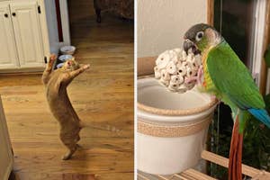 Reviewer's cat stands on hind legs looking surprised playing with toy and a reviewer's parrot nibbles on a foraging ball treat