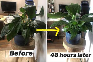 before and after of a wilted plant getting healthy in 48 hours