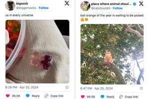 Left image shows a hand with gummy bears, right image features a cat sitting in a tree