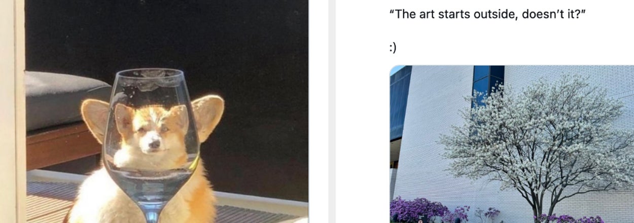 Left: A small dog sits behind a glass, appearing to have a large head. Right: A blossoming tree and a quote about art starting outside