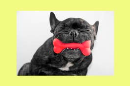 French Bulldog with a red chew toy in its mouth against a light background