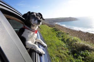Dog with paws on a car door, looking out at the sea and coastline