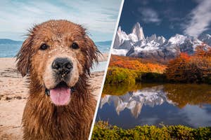 A split image of a wet dog on the left and a mountain landscape with trees reflected in a lake on the right