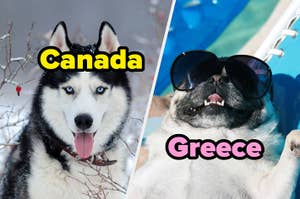 A husky in a snowy setting with "Canada" text and a pug wearing sunglasses by a pool with "Greece" text