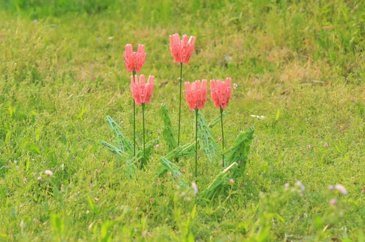 草原に咲くチューリップのグループ。
