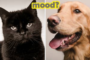 Split image with a black cat on the left and a golden retriever on the right, with the word "mood?" at the top center