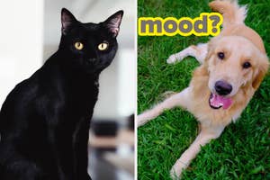 A black cat on the left and a Golden Retriever lying on grass on the right with the word "mood?" above it