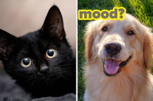 Close-up of a black cat and a smiling golden retriever next to the word "mood?" dividing the image