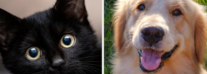 Close-up of a black cat and a smiling golden retriever next to the word "mood?" dividing the image