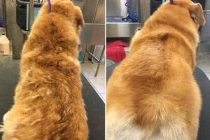 Dog before and after grooming, showing fur neatness, useful for pet care shopping choices
