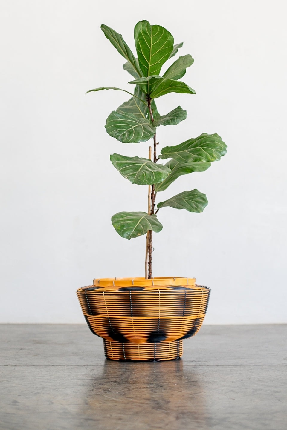 Fiddle leaf fig plant in a woven basket planter for interior decoration