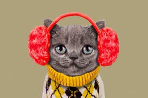 Cat with earmuffs and sweater smiling.