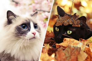 Two cats, one with blue eyes looking up at flowers, the other camouflaged in autumn leaves with a leaf on its head