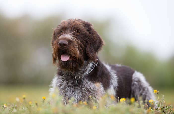 Wirehaired Pointing Griffon dog sitting in a field with scattered flowers