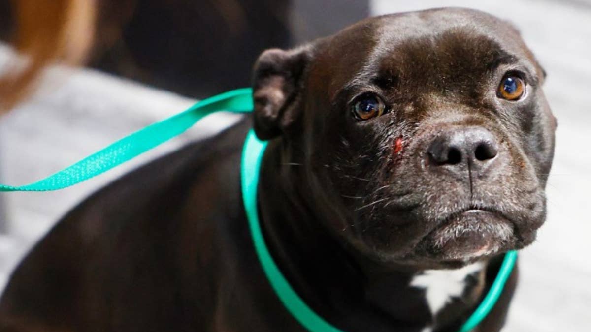 The family's pit bull mix is expected to make a full recovery.