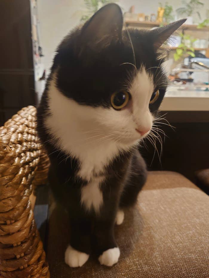 黒と白の毛を持つ猫が椅子の上に座っている。