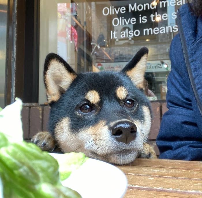 テーブルに顎をのせた柴犬がカメラを見つめています。