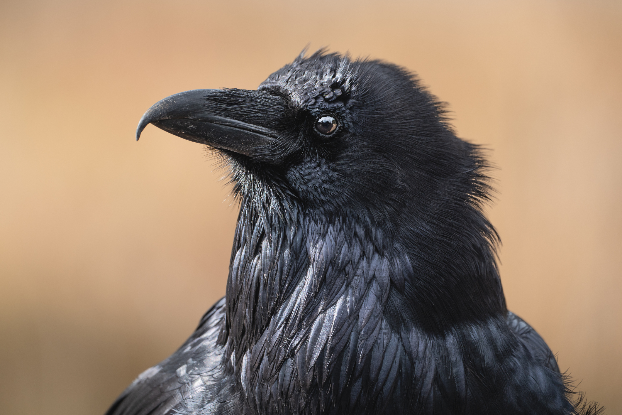Close-up of a raven with detailed feathers and a sharp beak, set against a blurred background