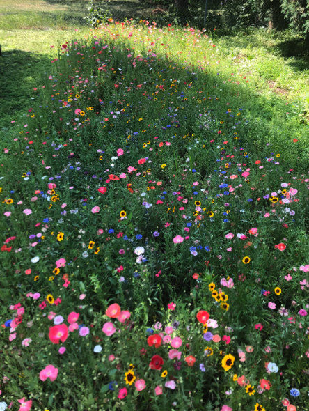 Field of diverse wildflowers in bloom