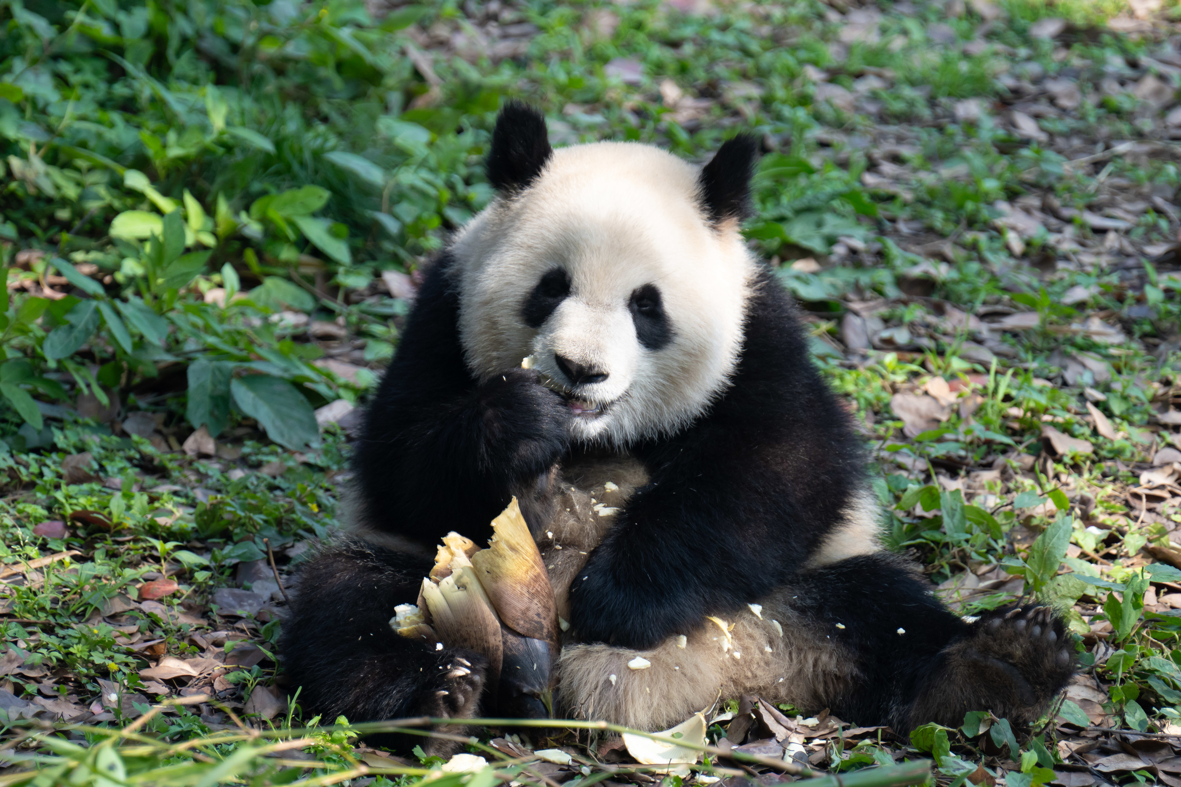 A panda sits on grass, eating bamboo