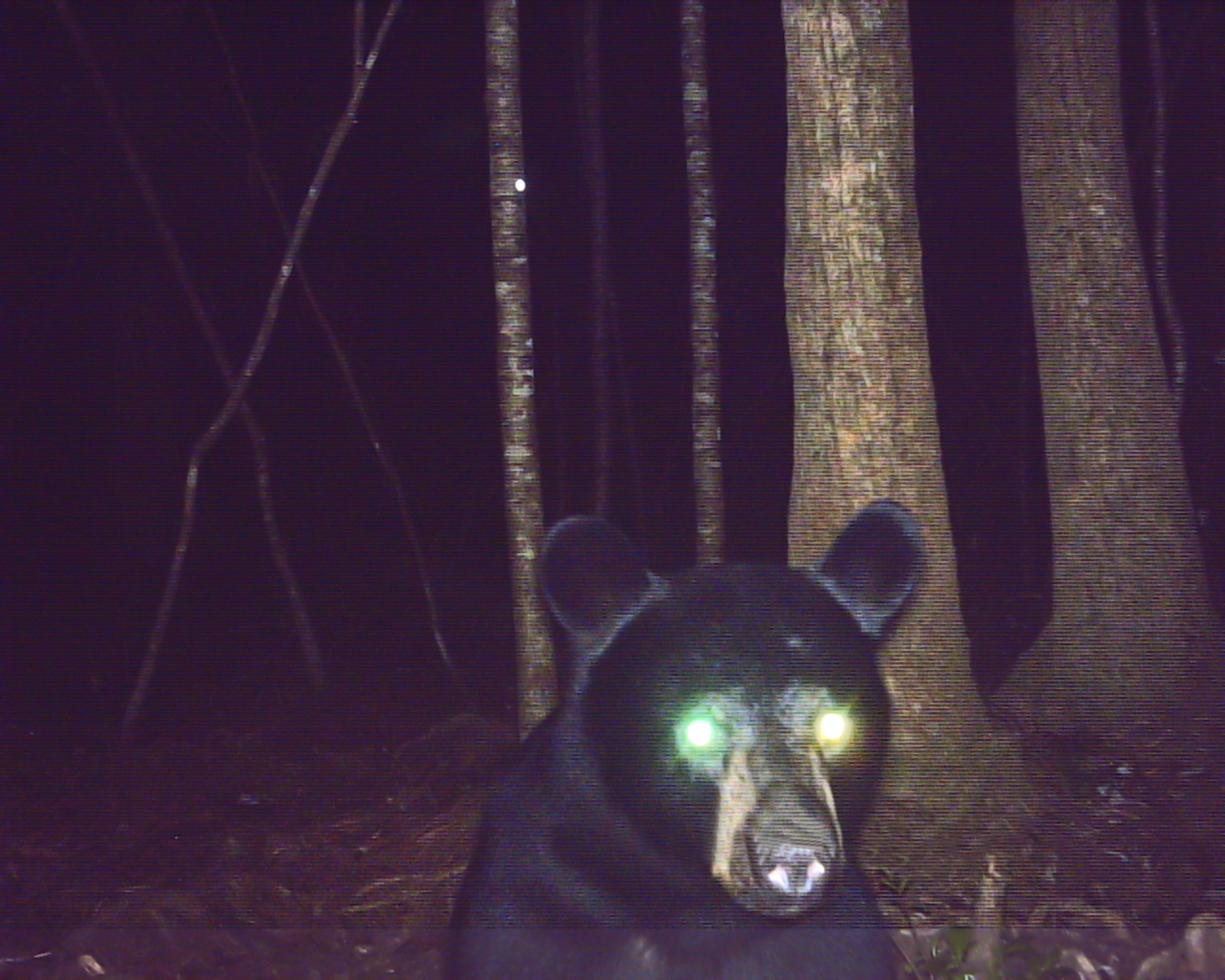 Black bear caught on nighttime trail camera in a forest